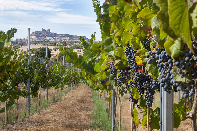 Bodegas Encina Blanca, Vinos de la Tierra de Extremadura IGP