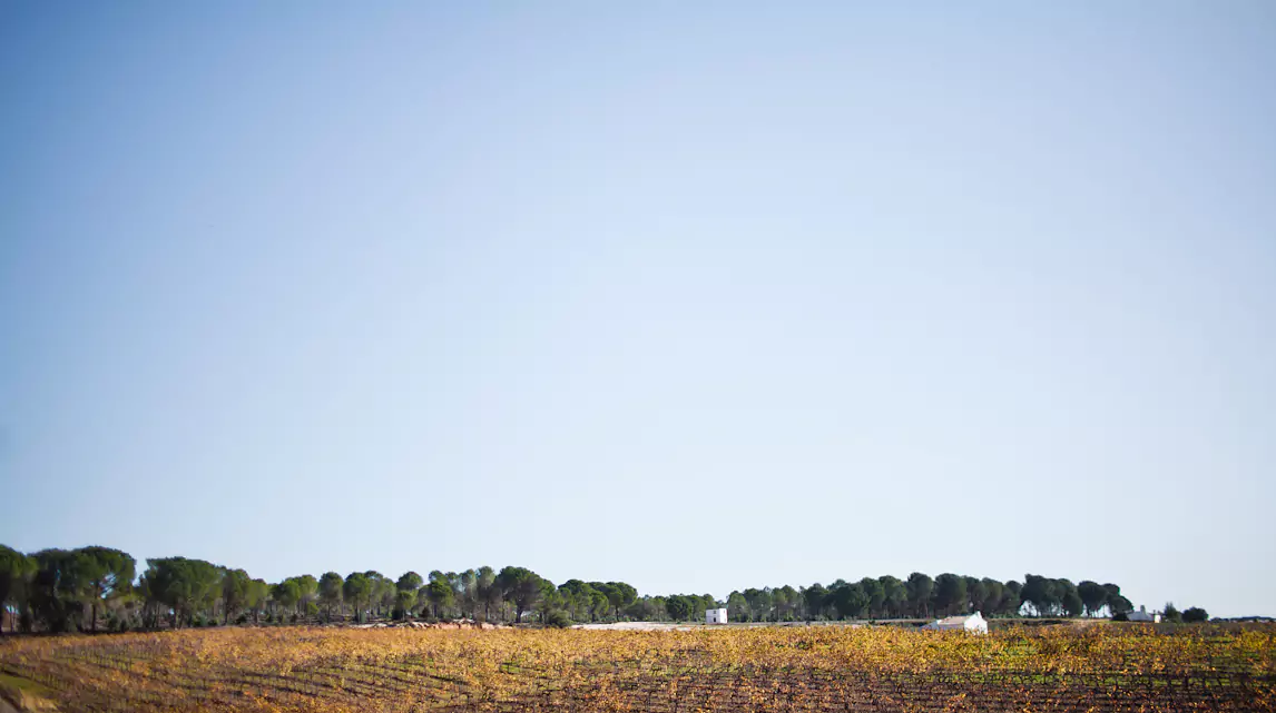 Bodegas Contreras Ruiz, Condado de Huelva DO