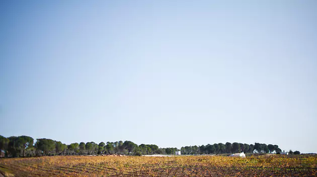 Bodegas Contreras Ruiz, Condado de Huelva DO