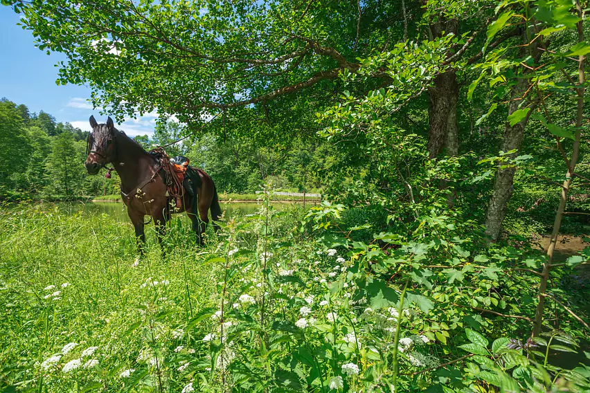 Parcours_Equestre-Movelier-Haut_Plateau-©ABrown2020-WEB-22.jpg