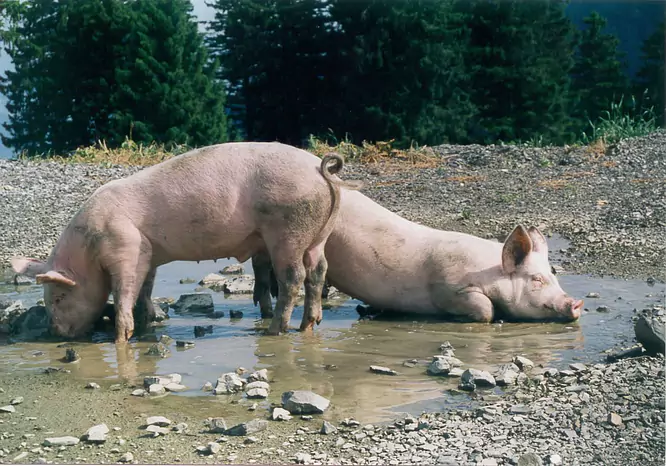 Schweinerassen, Haltung und Ausbildung