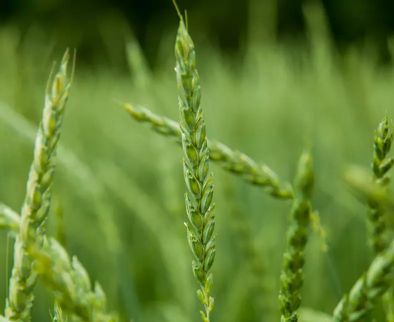 Ähre grün mittig scharf, Gruppe Ähren lose rundherum halbscharf.jpeg