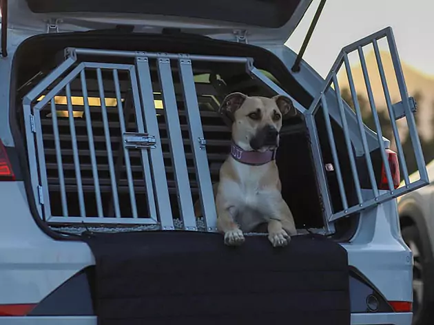 Massangefertigte Doppelhundebox