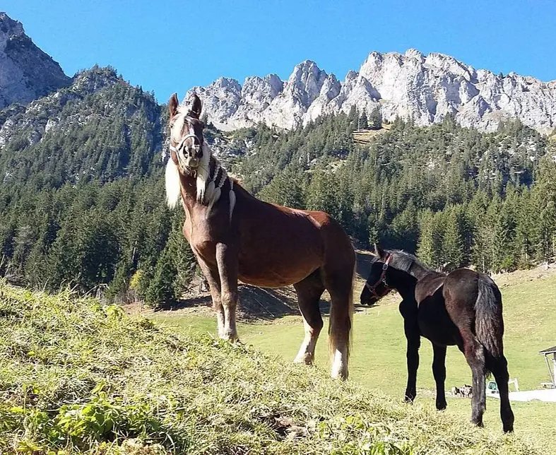 Danea Bergmann mit Furka.jpg