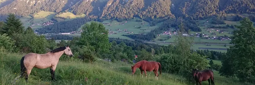 Rassenpräsentation: Swiss Morgan Horse Association