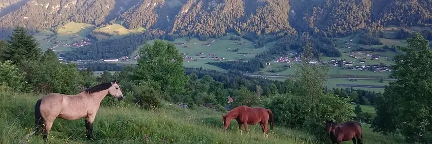 Rassenpräsentation: Swiss Morgan Horse Association