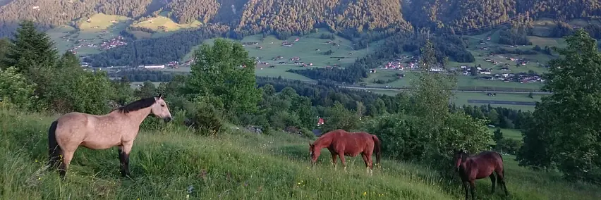 Rassenpräsentation: Swiss Morgan Horse Association