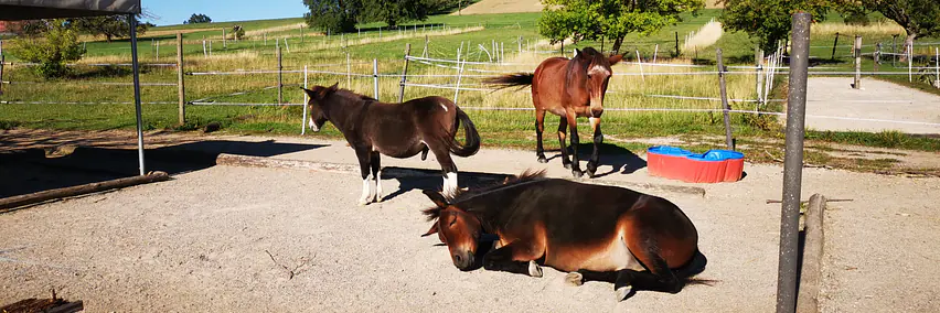 Rassenpräsentation: IG Maultier