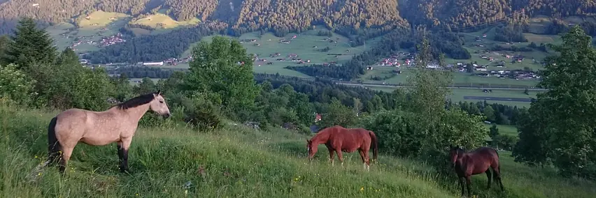 Rassenpräsentation: Swiss Morgan Horse