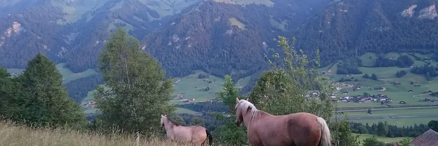 Rassenpräsentation: Swiss Morgan Horse