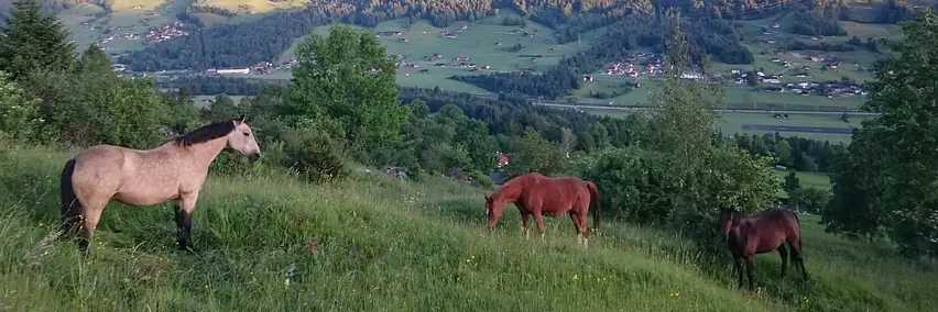 Rassenpräsentation: Swiss Morgan Horse Association