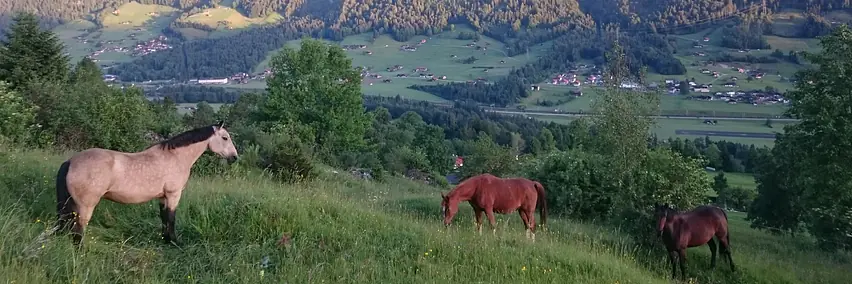 Rassenpräsentation: Swiss Morgan Horse Association