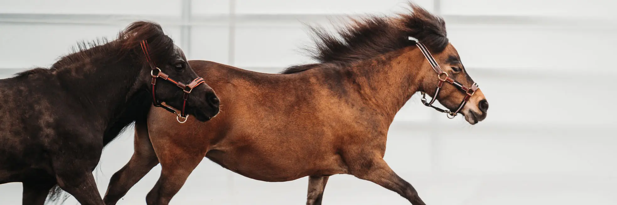 PFERD