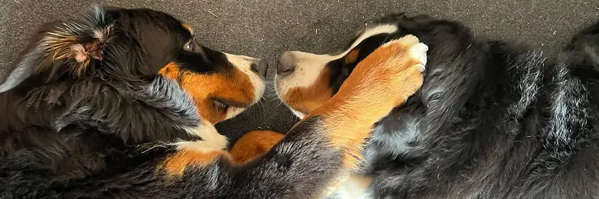 Berner Sennenhunde im Heimtierbereich