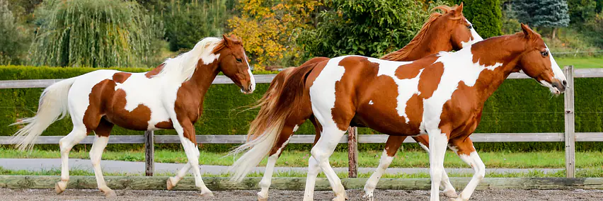 Das American Paint Horse in Sport und Freizeit