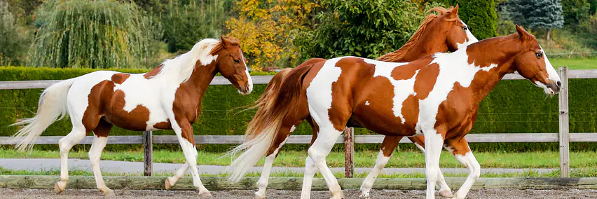 Das American Paint Horse in Sport und Freizeit