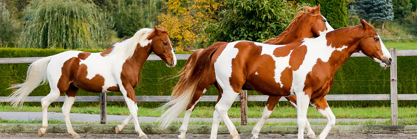 Das American Paint Horse in Sport und Freizeit