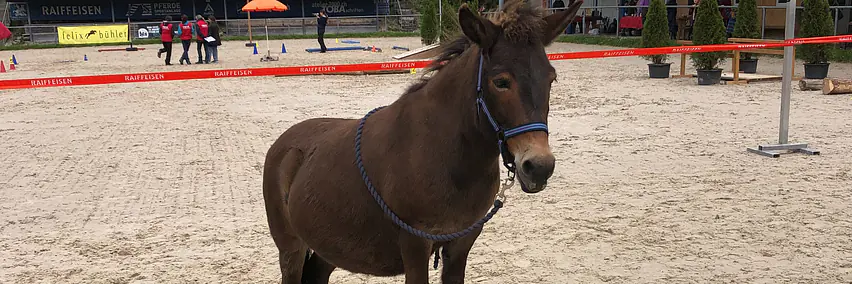 Die Vielseitigkeit des Maultieres