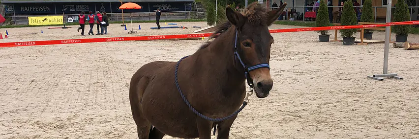 Die Vielseitigkeit des Maultieres