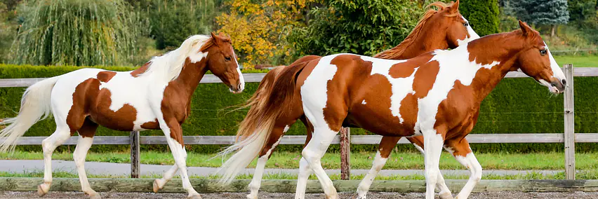 Das American Paint Horse in Sport und Freizeit