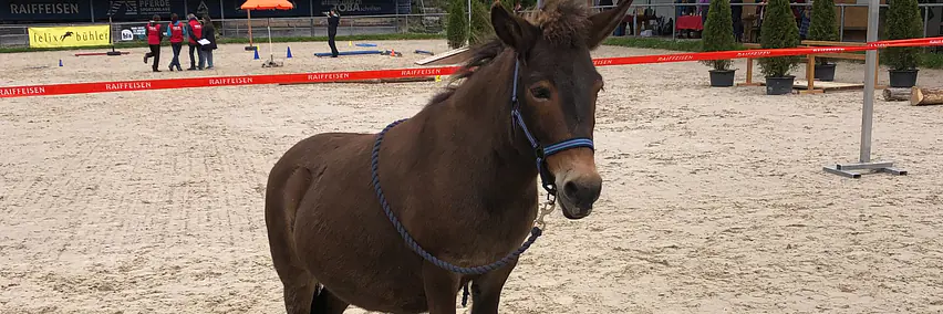 Die Vielseitigkeit des Maultieres