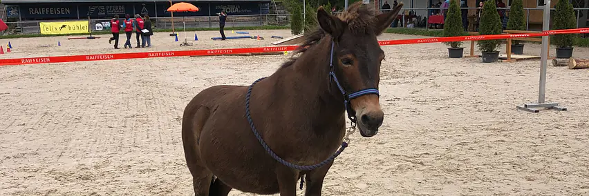 Die Vielseitigkeit des Maultieres