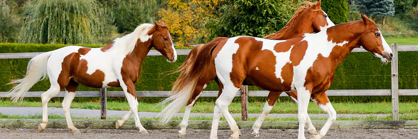 Das American Paint Horse in Sport und Freizeit