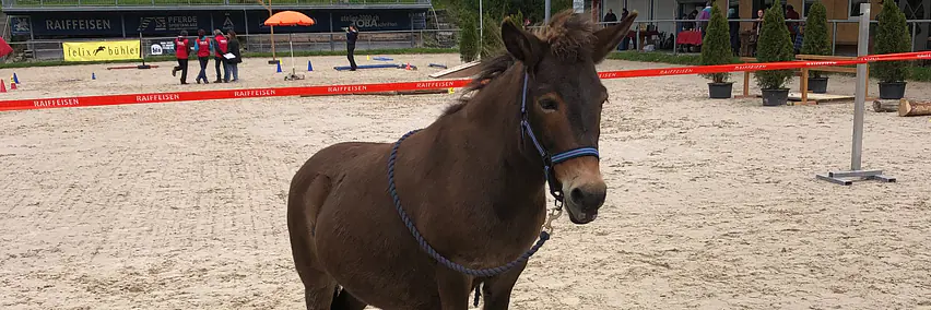 Die Vielseitigkeit des Maultieres