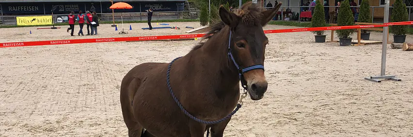 Die Vielseitigkeit des Maultieres