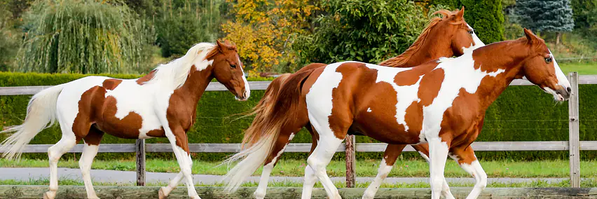Das American Paint Horse in Sport und Freizeit