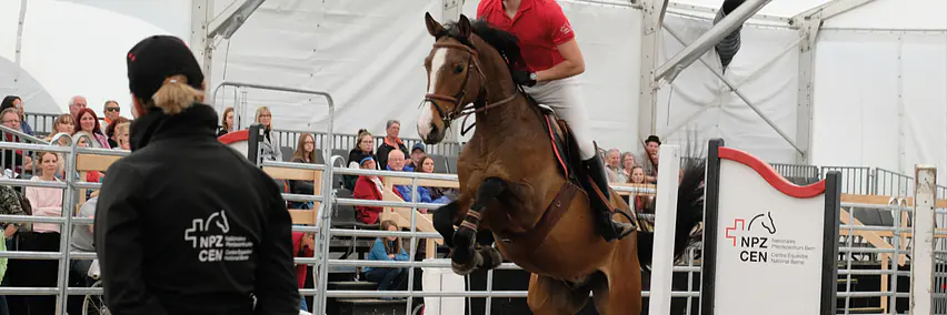 Pferdeausbildung mit Herz und Verstand