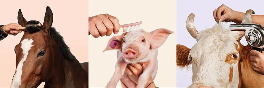 De grands moments en perspective pour la BEA et la nouvelle Festhalle