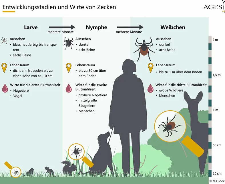 Zecken-Download_Entwicklungsstadien_und_Wirte_klein.jpg