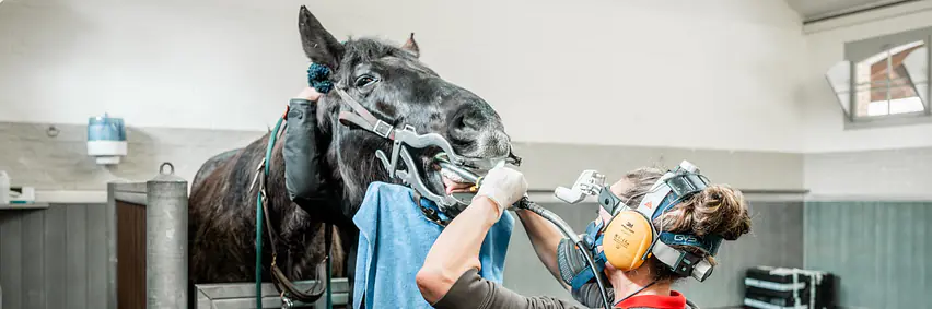 Alltags-Knowhow rund ums Pferd – Gesundheit, Wohlbefinden und Erste Hilfe