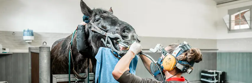 Blick ins Innere des Pferdes – Faszinierende Einblicke in den Pferdekörper