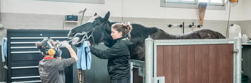 Ein Blick hinter die Kulissen: Alltag einer TPA in der Pferdeklinik erleben