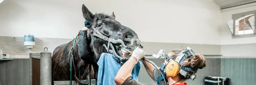 Das sensible Atemsystem beim Pferd – Einblicke in die innere Medizin