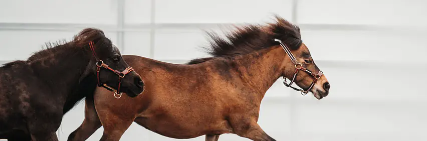 Voltige Show Zentralschweizerischer Kavallerie- und Pferdesportverband