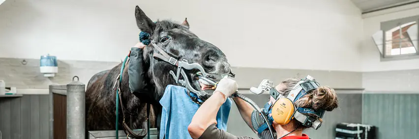 Rehabilitation & Zahnmedizin beim Pferd - Ihre Fragen, unsere Antworten