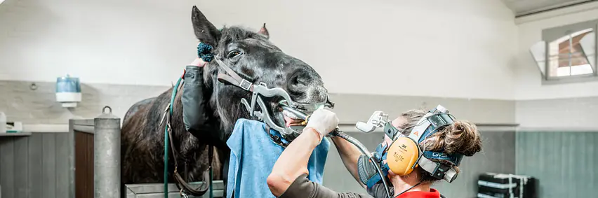 Der Huf – Das Fundament der Pferdegesundheit