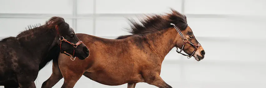 Voltige Show Zentralschweizerischer Kavallerie- und Pferdesportverband