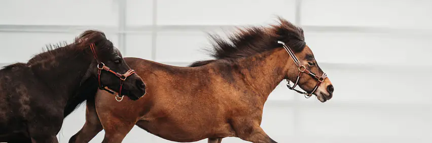 Voltige Show Zentralschweizerischer Kavallerie- und Pferdesportverband