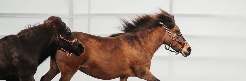 Zwei im Einklang – Junior Pas de Deux auf dem elektrischen Pferd «Movie»