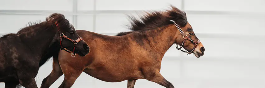 Show der Armeepferde