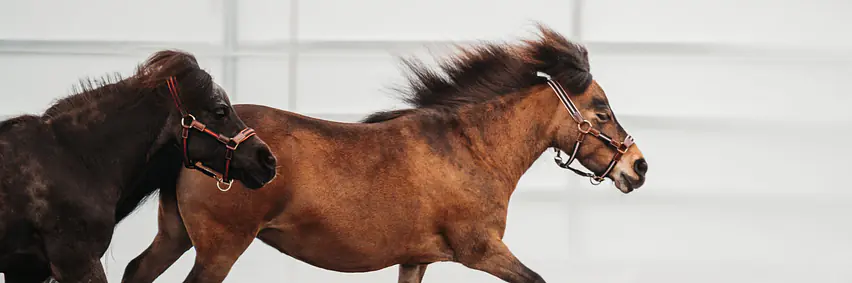 Die Kunst der Pferdeausbildung – Beat Wampfler & Fredy Knie jr. im Gespräch