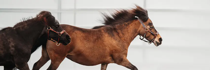 Voltige-Show der Extraklasse – Kür der Showgruppe auf «Movie»