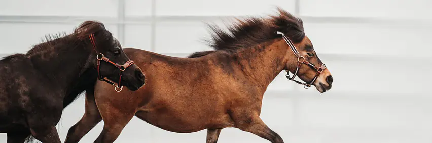 Voltige Nachwuchswettkampfgruppe – Küren auf dem elektrischen Pferd «Movie»