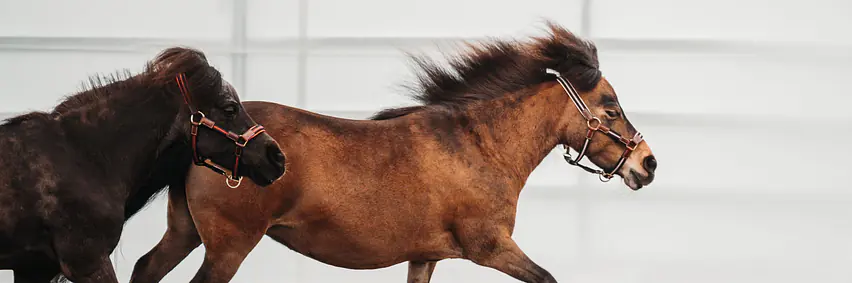 Zwei im Einklang – Junior Pas de Deux auf dem elektrischen Pferd «Movie»