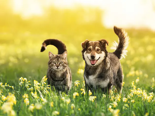 bePURE – alimentation naturelle pour chiens et chats