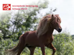 Interaktive Broschüre "Das Islandpferd"